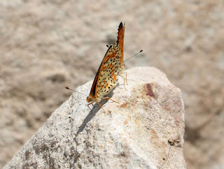 Mating butterflies on a rock in the sun