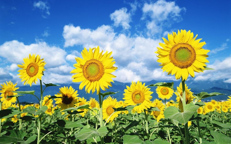 Top Populer Gambar Bunga Matahari, Mewarnai Bunga