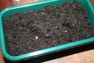 Ghost chilli seeds planted and ready for covering over