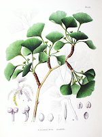 ginkgo biloba alzheimer