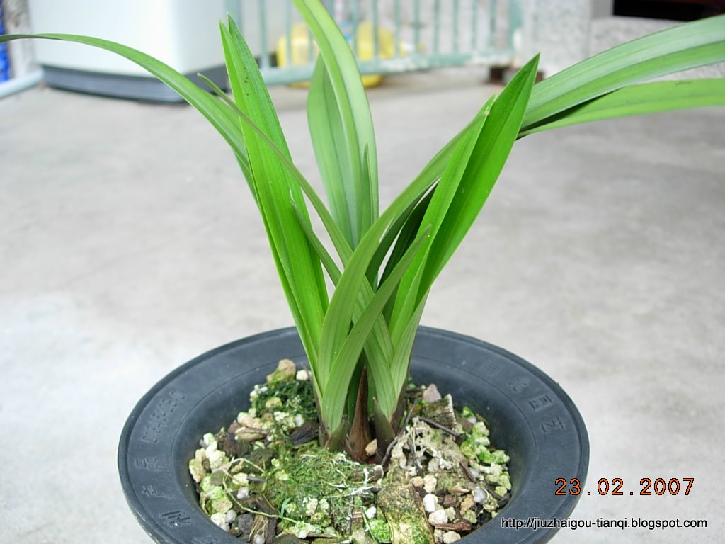 兰花 花:hua-09020112111614