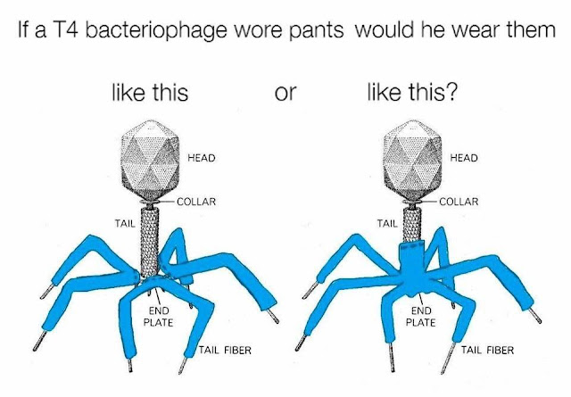 If a T4 bacteriophage wore pants...