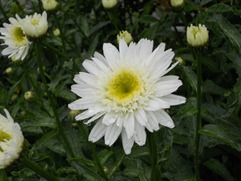 2012.2.8-3 八重のデージー