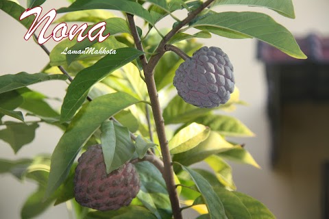 pokok nona kulit merah
