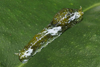 Papilio polytes pupa