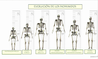 La evolución