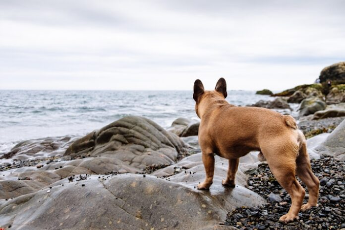 Zero Pawprint Plan: estrategia en busca de un impacto positivo en el planeta para el 2025