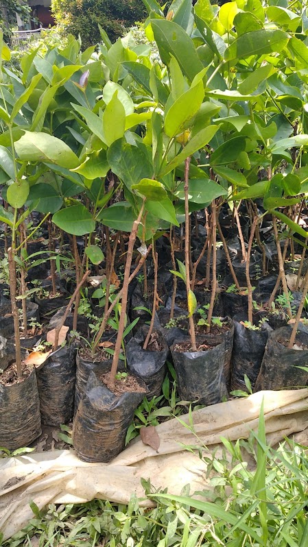 jambu air black diamont pekanbaru