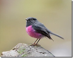 Pink Robin