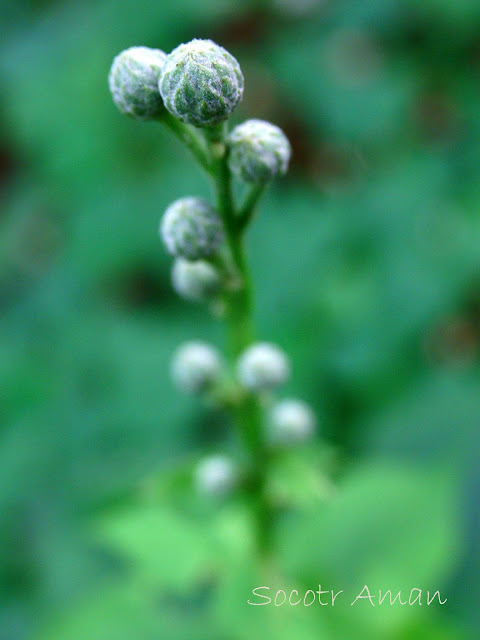 Saussurea tanakae