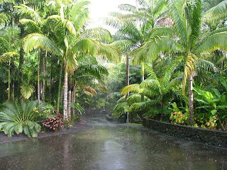 Tropical Backyard Garden