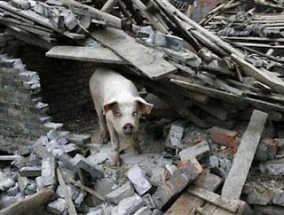 Beichuan pig survives earthquake
