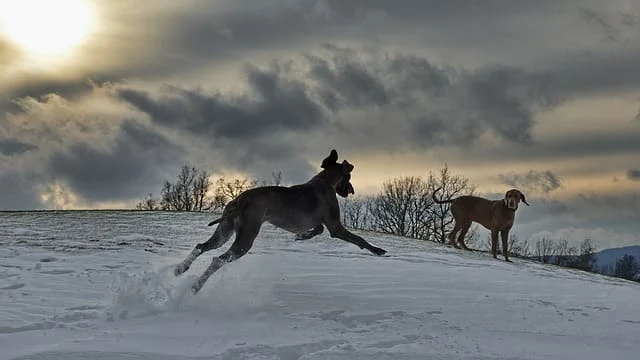 Top 10 most dangerous dog breeds in the world