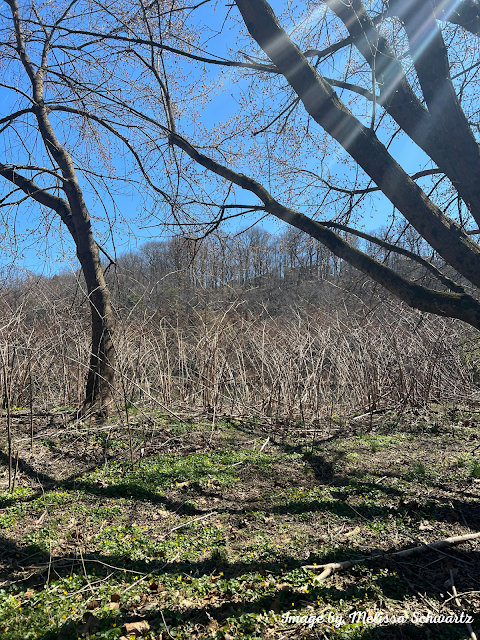 The sun illuminates Black Rock Sanctuary through the freshly budded trees.