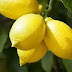 नींबू के फायदे और उपयोग : Nimbu - Lemon ke Fayde Aur Upyog