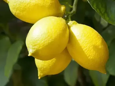 नींबू के फायदे और नुकसान