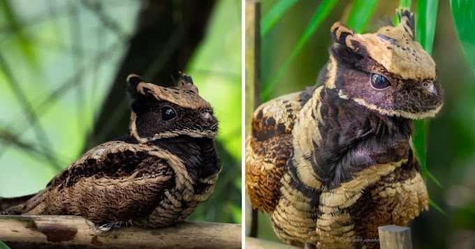 The Great Eared Nightjar: Nature's Closest Resemblance to a Dragon Bird   