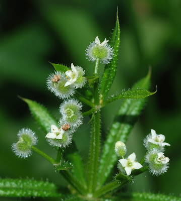 https://en.wikipedia.org/wiki/Galium_aparine