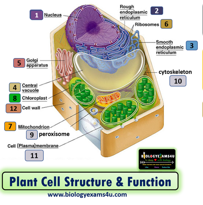 Plant Cell structure and Function
