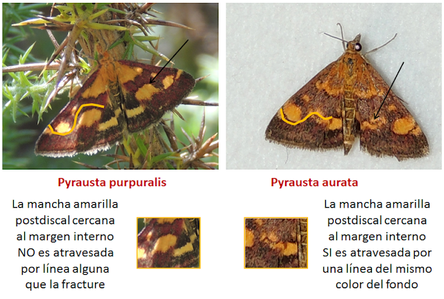 Pyrausta aurata y Pyrausta purpuralis