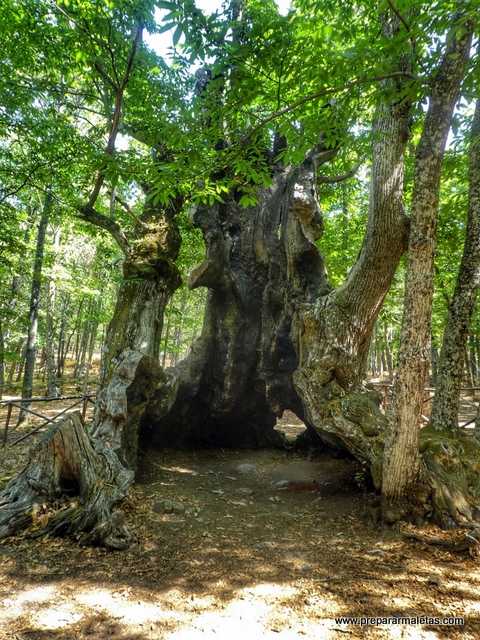 El castaño más antiguo de El Tiemblo