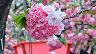 大阪造幣局 桜の通り抜け