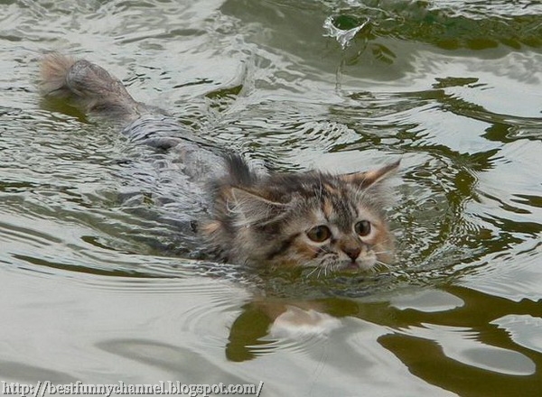 Kitten Swimmer.