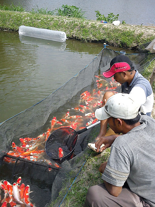 Budidaya ikan Koi