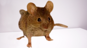 Mice mouse > fine all?
