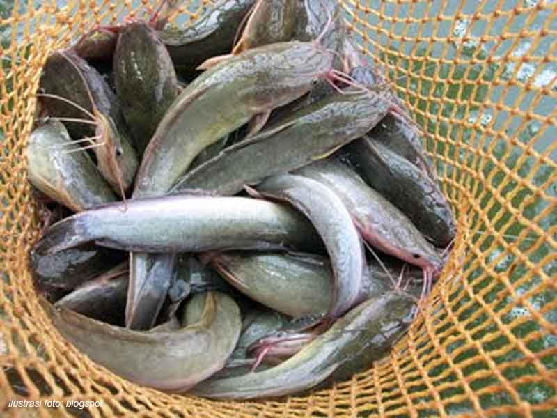 Stop Makan 6 Jenis Ikan Ini, Karena Berbahaya Untuk Kesehatan Anda