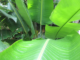 Foglie Strelitzia nicolai