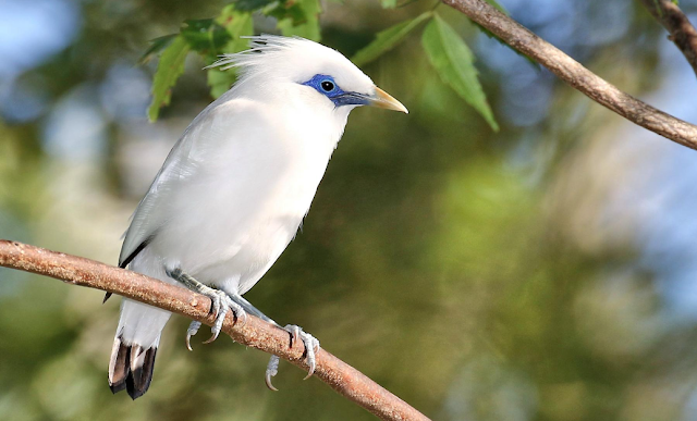 jenis burung jalak bali