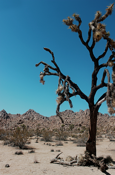 Joshua Tree National Park Desert Photography