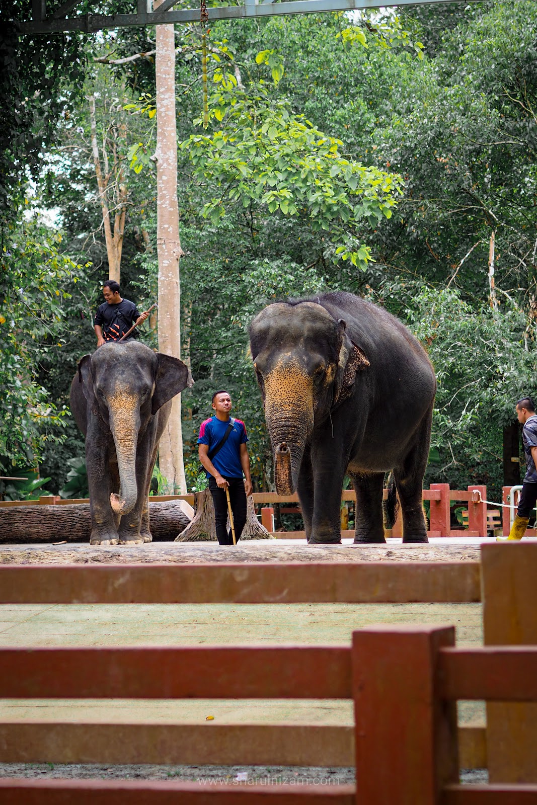 Pusat Konservasi Gajah Kebangsaan Kuala Gandah