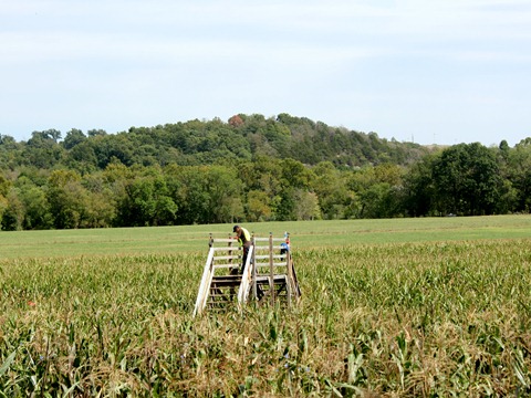 corn maze 2011 124