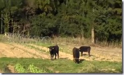 fukushima_video_muhoutitai02