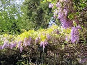 Wisteria at the National Garden in Athens