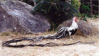 Onagadori Long Tailed Chicken