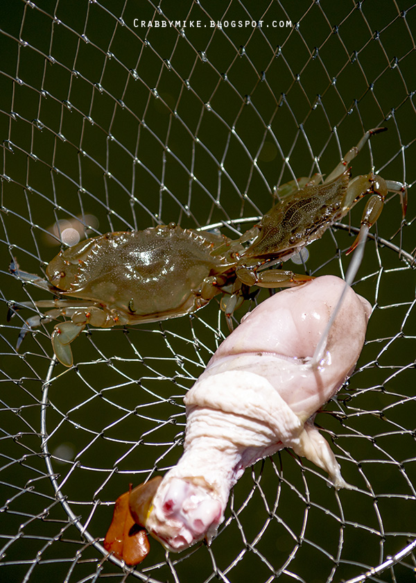 Two Ring Wire Crab Net (18-Inch)