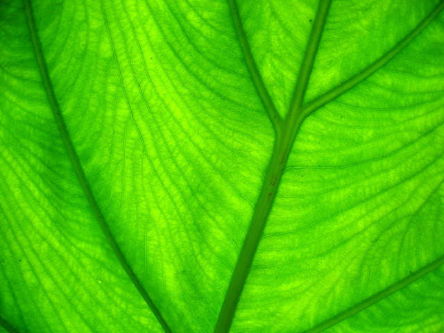 Plant Wallpapers