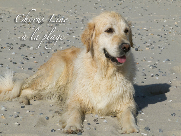 album photos golden retriever en baie de somme