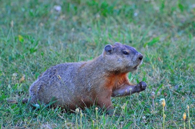 Learn about groundhogs, where they live, what they eat, and how they build their burrows.  Includes a free mini-research printable for classroom use.
