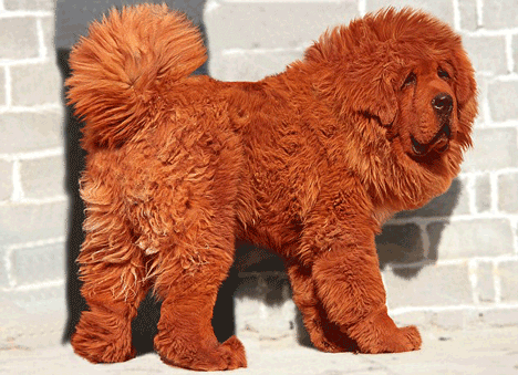 anjing paling mahal sedunia mastiff tibet