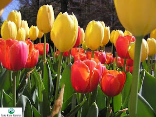 Tulipa hybrida: a variedade de tulipa mais popular