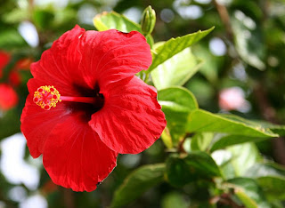 red Gumamela Flowers