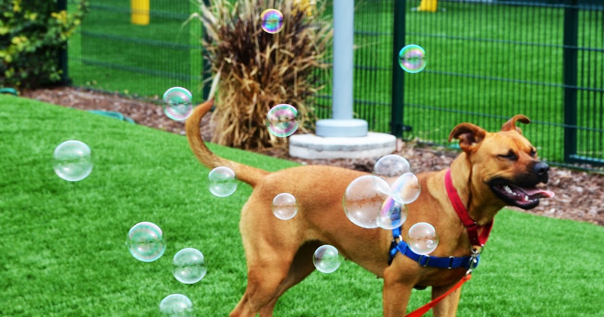 Dogs In the Bubble: Lucy an Agility Sports Talent