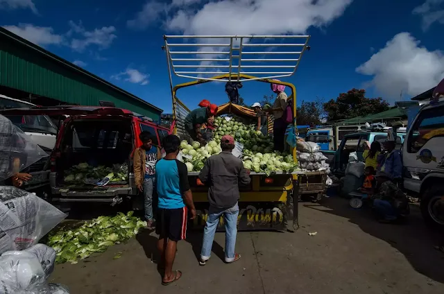 Cleaning of Cabbages La Trinidad Vegetable Trading Post Benguet Cordillera Administrative Region Philippines