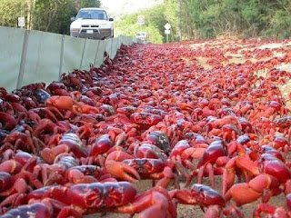 CRAB MIGRATION: ಈ ಗ್ಯಾಂಗ್ ಹೊರಟರೆ, ಝೀರೋ ಟ್ರಾಫಿಕ್!!...ರಸ್ತೆಗಳೆಲ್ಲಾ ಫುಲ್ ಏಡಿಗಳೇ!!