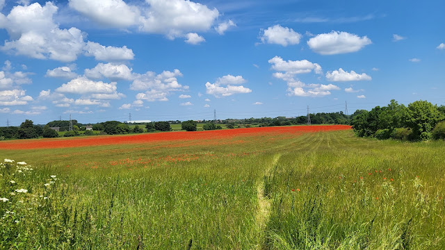 Poppies