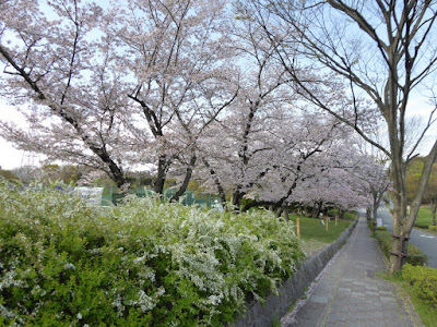 寝屋川公園 テニスコート周辺の桜 ユキヤナギ